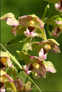 wespenorchis